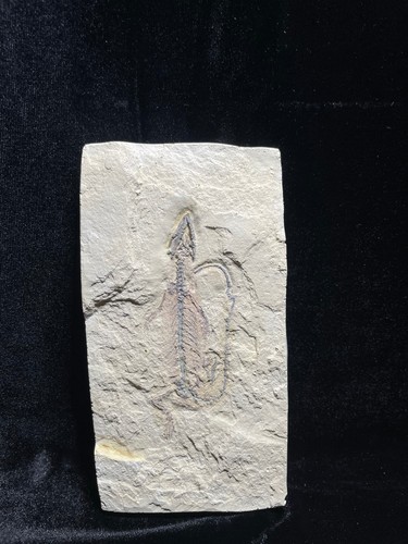 Fossilien replikat leptosaurus - fossilien,