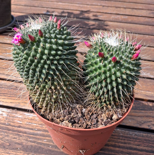 Kakteen mammilaria - kakteen,mammilaria, un