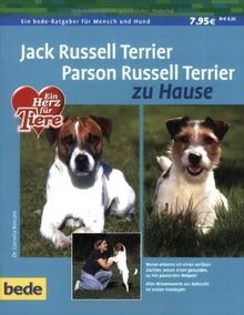 Jack russell terrier - russell,