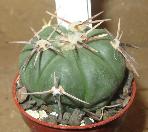Echinocactus horizonthalonius