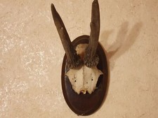 Rehbock Rehgeweih Jagd