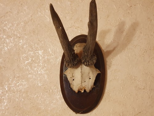 Rehbock rehgeweih jagd - rehbock,