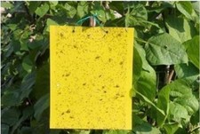 100stk Gelbsticker Gelbtafeln Gelbtafel Trauermücke Gelb Falle Fliegen 20X10CM,
