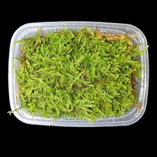 (Hypnum cupressiforme), Moos