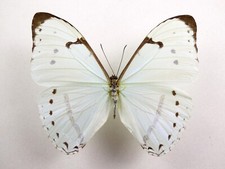 Morpho laertes Männchen