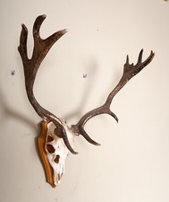 Schönes Damhirschgeweih auf