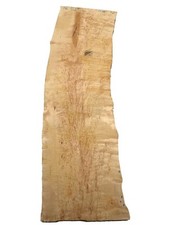 Birke Maser Holz Maserbirke