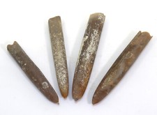 Belemniten, Belemnitella