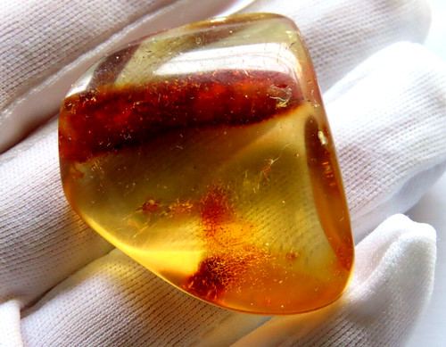 Copal bernstein gross g - bernstein,