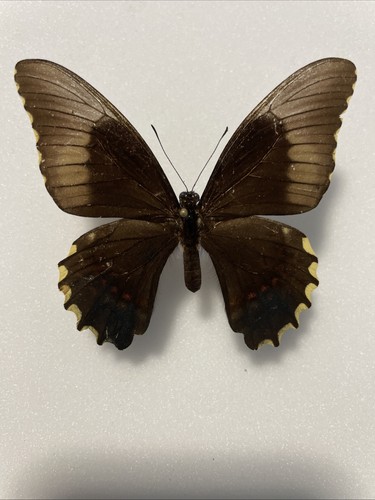 Entomologie*Papilio
