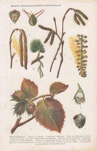 Chromo lithografie 1913 - chromo-lithografie,