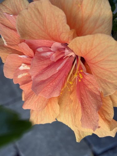 Hibiskus classic apricot - „classic, apricot“
