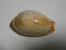 Meeresschnecke Sammlerschnecke