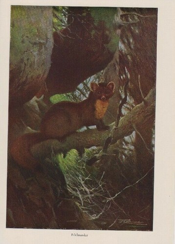 Baummarder marder edelmarder - baummarder,