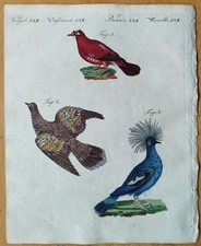 Tauben karmesin kronentaube - karmesin-,