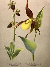 Holzstich Pflanzen Bilder Antik 1884 Blumen Botanik Farbendruck Abbildung RETRO