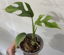 Rhaphidophora Tetrasperma