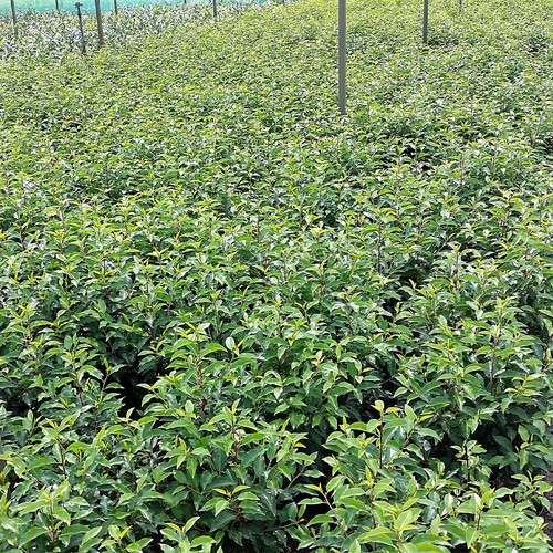 Portugiesischer kirschlorbeer - portugiesischer,