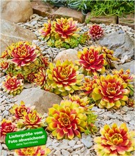 Sempervivum "Gold Nugget®",1