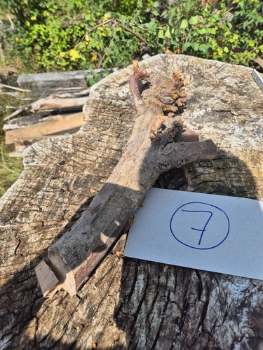Skulptur wurzel stamm holz - stamm,