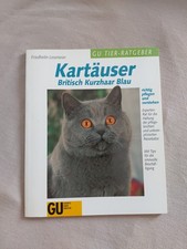 Kartäuser, Britisch Kurzhaar