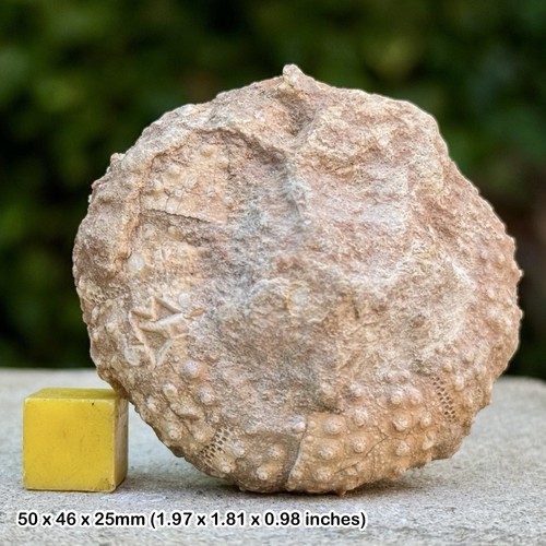 Stomechinus bigranularis