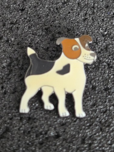 Jack russel hund - jack,