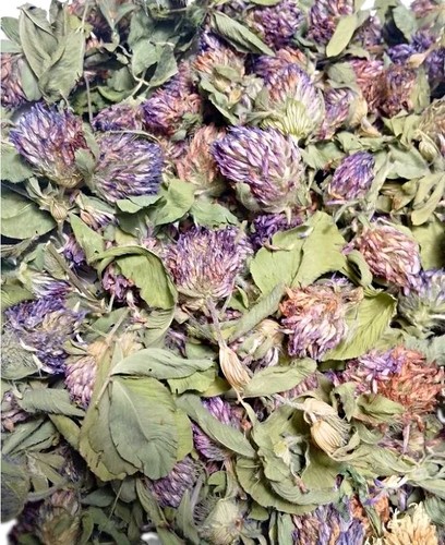 Rotklee blüten edler - –,