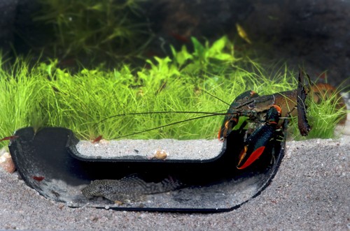 Natureholic aquarium - natureholic,