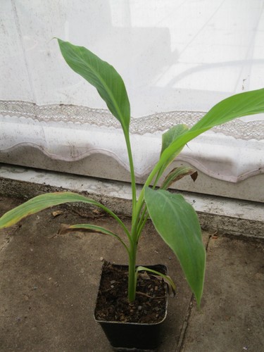 Bananenpflanze musa - bananenpflanze,