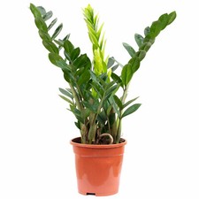 Glücksfeder zamioculcas - glücksfeder,
