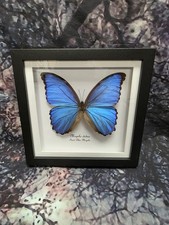 Riesiger blauer morpho - morpho, (morpho