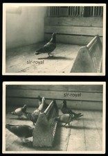 2x Tauben im Taubenschlag -