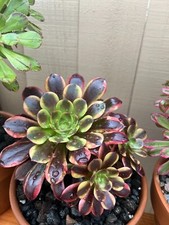 Aeonium superbang Item #193