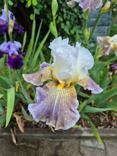 Schwertlilie iris ciel - schwertlilie,,