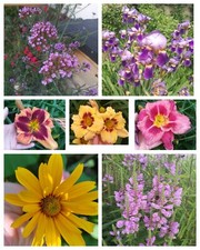 Winterhartes Staudenbeet, 20