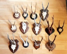 13 x alte Rehgeweihe ~ Rehbock