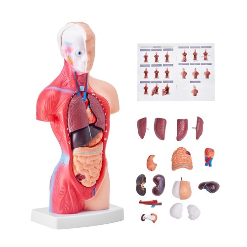 Anatomischesm menschliches - anatomischesm,