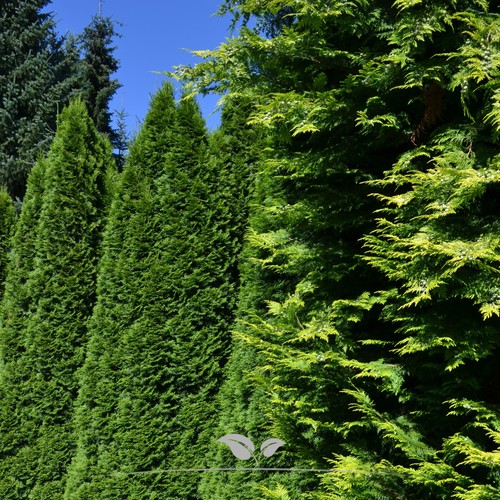 Lebensbaum thuja smaragd - thuja,