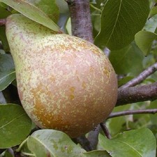 Köstliche von Charneux Birne