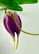 Masdevallia Species impostor NEW blühfähige Pflanze Orchideen Dracula