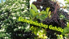 Sambucus nigra Haschberg 60/70