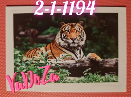Abenteuer tierwelt tiger - abenteuer,