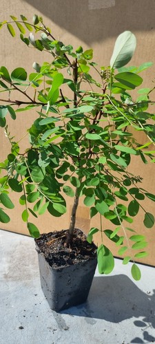 Robinien prebonsai robinia - robinien-prebonsai,,