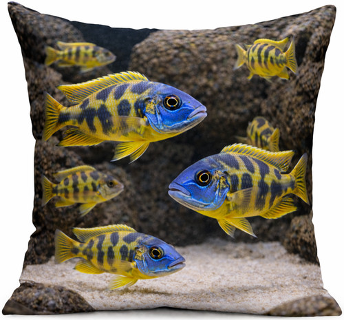Kissen aquarium fische malawis - aquarium,