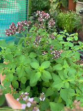 Oregano Griechische 25 Samen - Saatgut, Samenfest, Insekten Magnet,