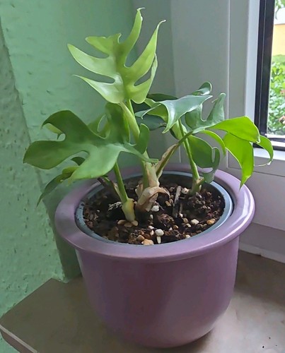 Rhaphidophora tetrasperma - rhaphidophora,