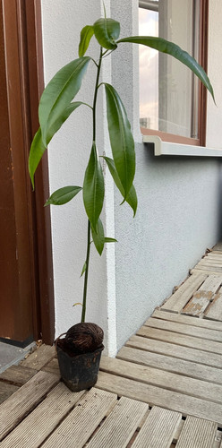 Zerberusbaum cerbera odollam - zerberusbaum,