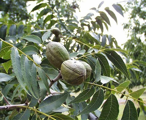 Pekannuss carya illinoinensis - carya,