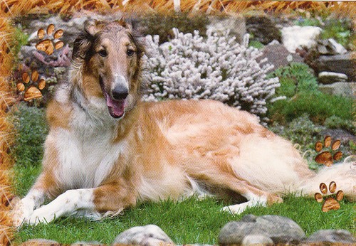 Windhund barsoi - *, *